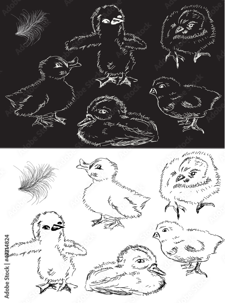 monochrome chickens and duckings sketch