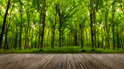 forest trees.