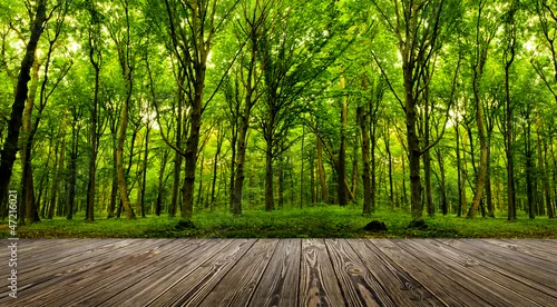 Naklejka na ścianę drzewa leśne.