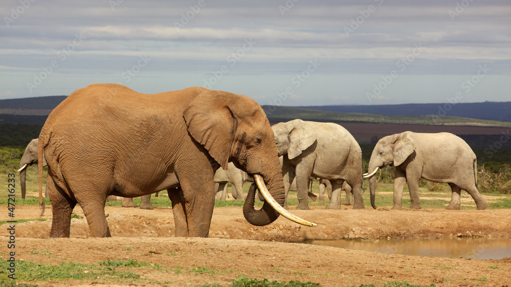 Fototapeta premium Elephant Bull