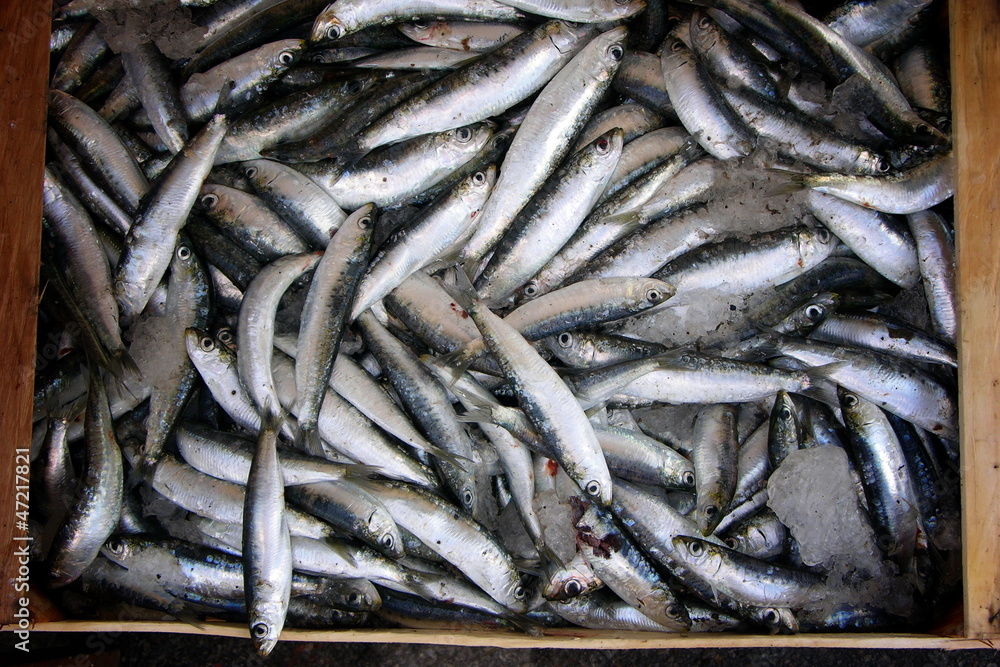 Sardinen Sardinen