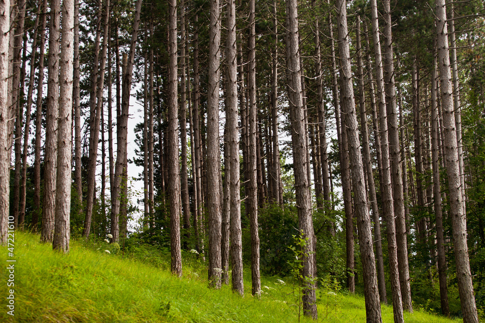 pineta #2 pineta #2