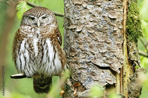 Photography Sperlingskauz (Glaucidium passerinum)