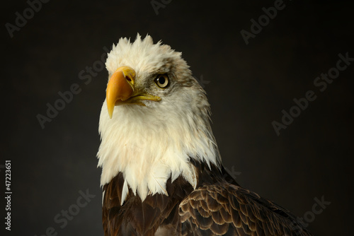 Bald Eagle portrait © Carlos Santa Maria