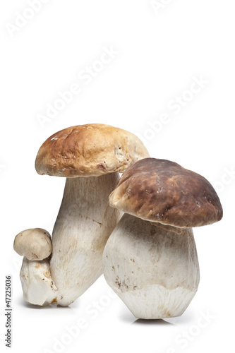 Boletus Edulis (Fungus)