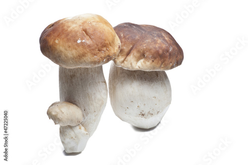 Boletus Edulis (Fungus)