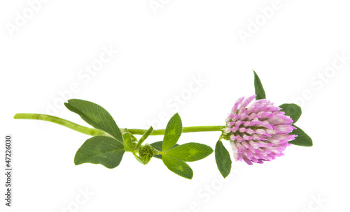 clover flowers isolated