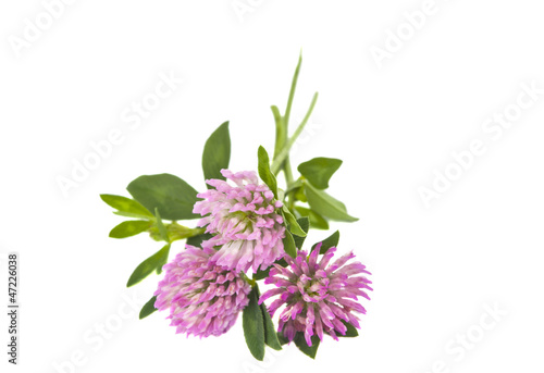 clover flowers isolated
