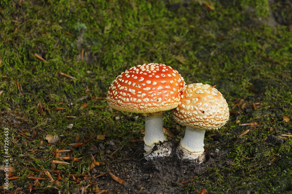 Amanita muscaria, fly agaric or fly amanita Amanita muscaria, fly agaric or fly amanita