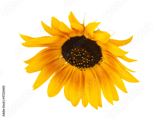 beautiful flower of a sunflower isolated
