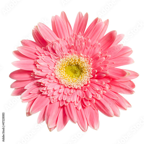African daisy on white