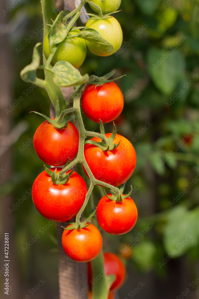 Grape tomatoes, ripe and unripe crops hanging on a tomato plant