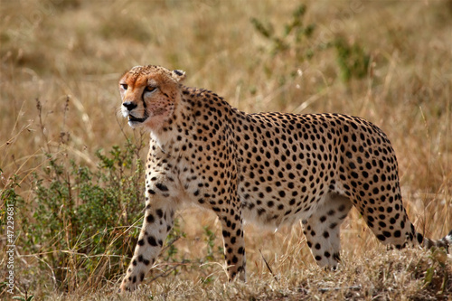 the fastest mammal in the world in the Masai Mara