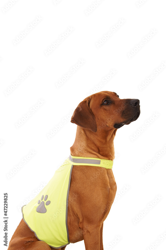 rhodesian ridgeback with vest