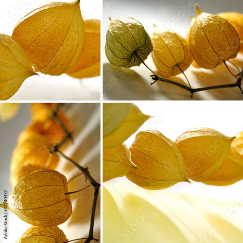 Fototapeta Naklejka Na Ścianę i Meble -  kwiaty