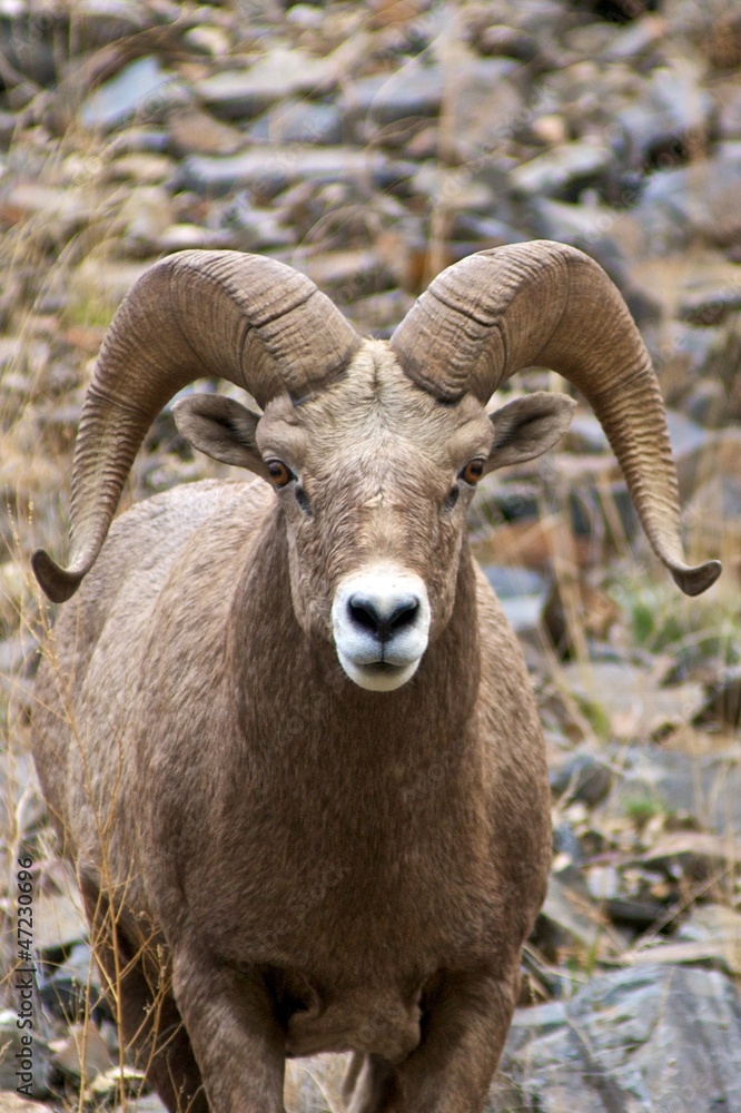 Bighorn Sheep Bighorn Sheep