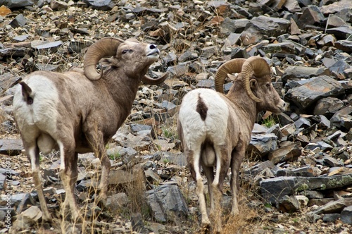 Bighorn Sheep