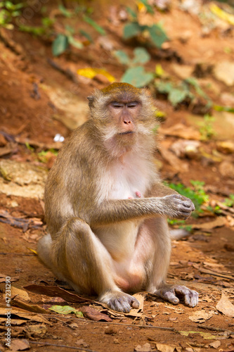 Macaque monkey in widelife, Thailand © Patryk Kosmider