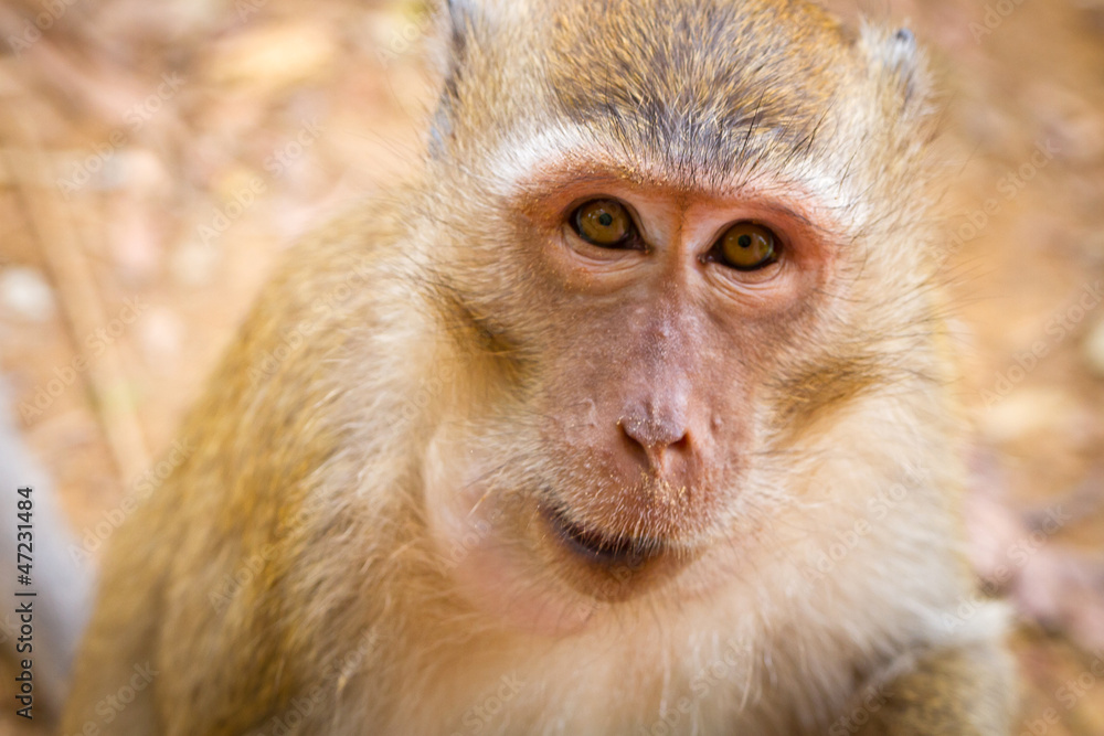 Macaque monkey taking banana from tourist in Thailand Macaque monkey taking banana from tourist in Thailand