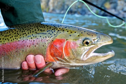Fototapet Steelhead trout caught while fly fishing