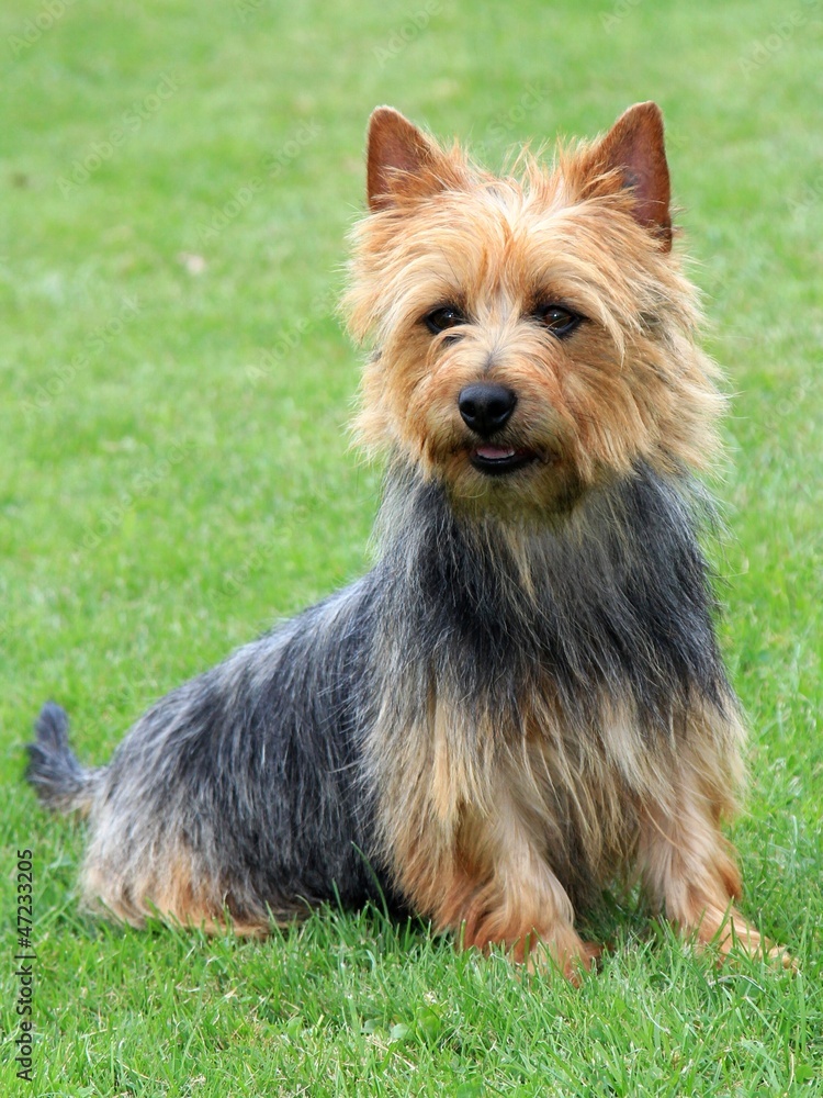 The portrait on Australian Terrier in the garden The portrait on Australian Terrier in the garden