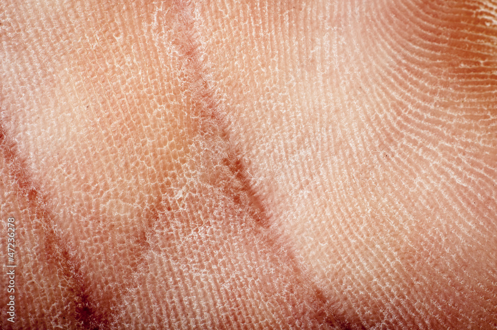Fototapeta premium human dried skin