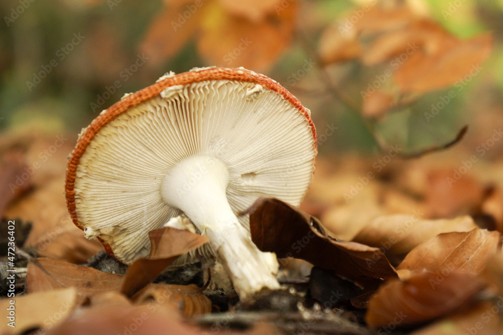 Fly agaric mushrooms