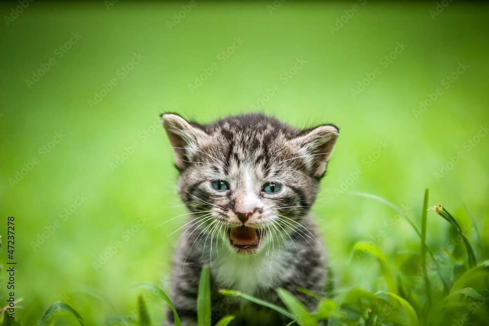 adorable kitty in grass