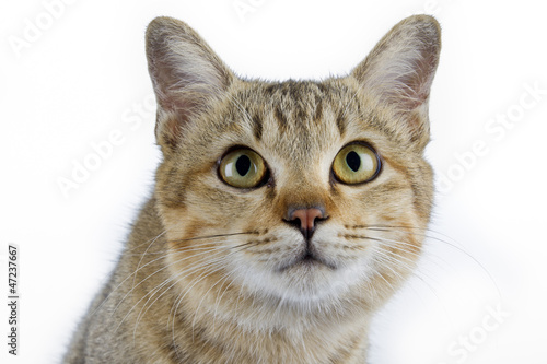 Young cat portrait