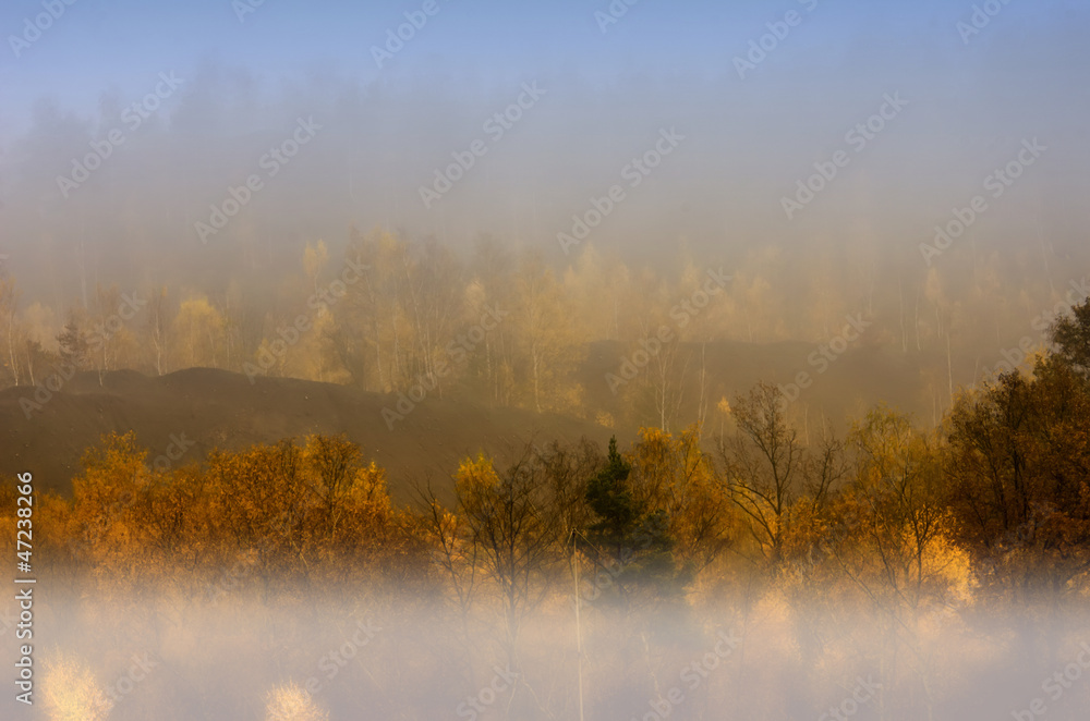 Fototapeta premium Birch on a mine dump