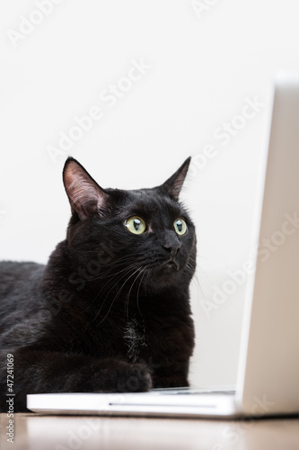 Home black cat looking at laptop screen and surfing on Internet