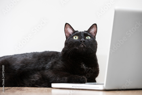 Home black cat looking up lying near laptop screen on the wooden © Milles Studio