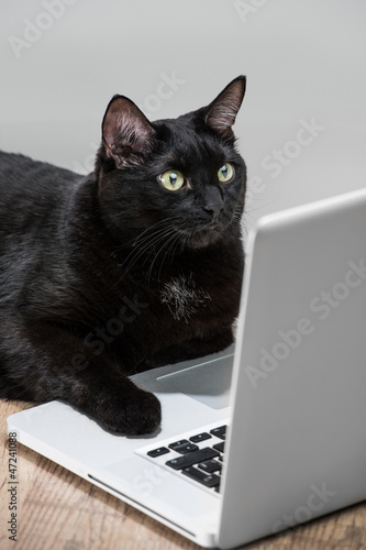 Comical portret of Intelligent successfull black business cat ly