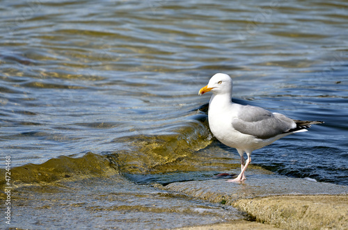 Herring gull (Larus argentatus) standing near of water © Christian Musat