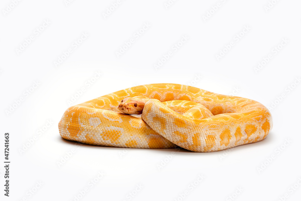 snake on a white background