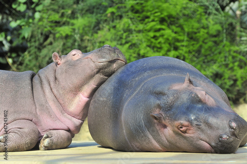 Happy hippopotamus friends