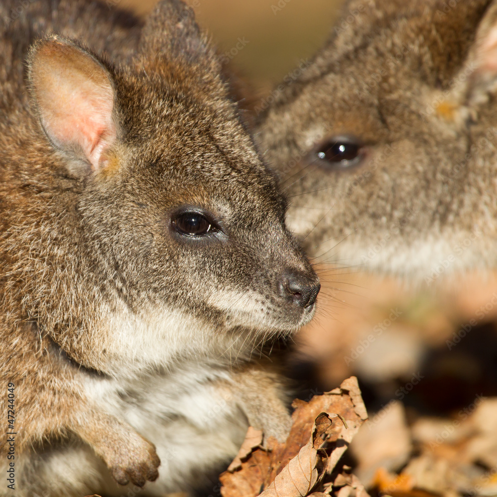 Naklejka premium Close-up of a parma wallaby