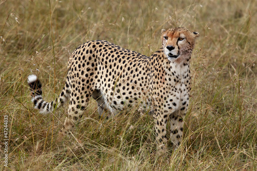 cheetah © bono