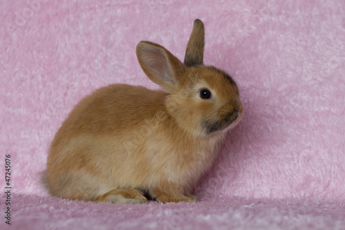 Young mini-lop rabbit on pink background