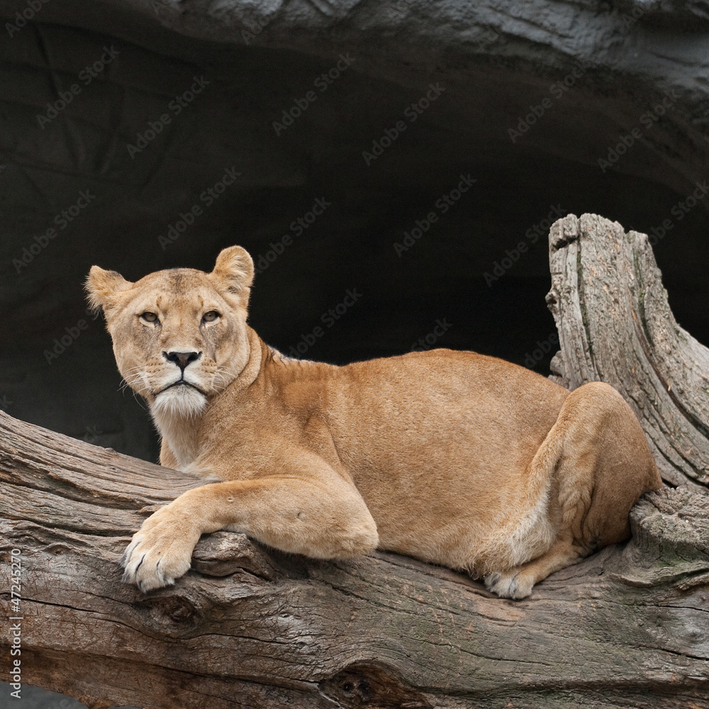 Lioness on a tree trunk Lioness on a tree trunk