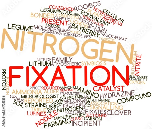 Word cloud for Nitrogen fixation