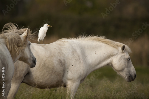 White horses of Camargue  Provence  France