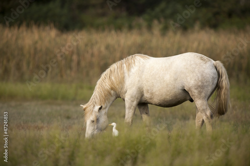 White horses of Camargue  Provence  France