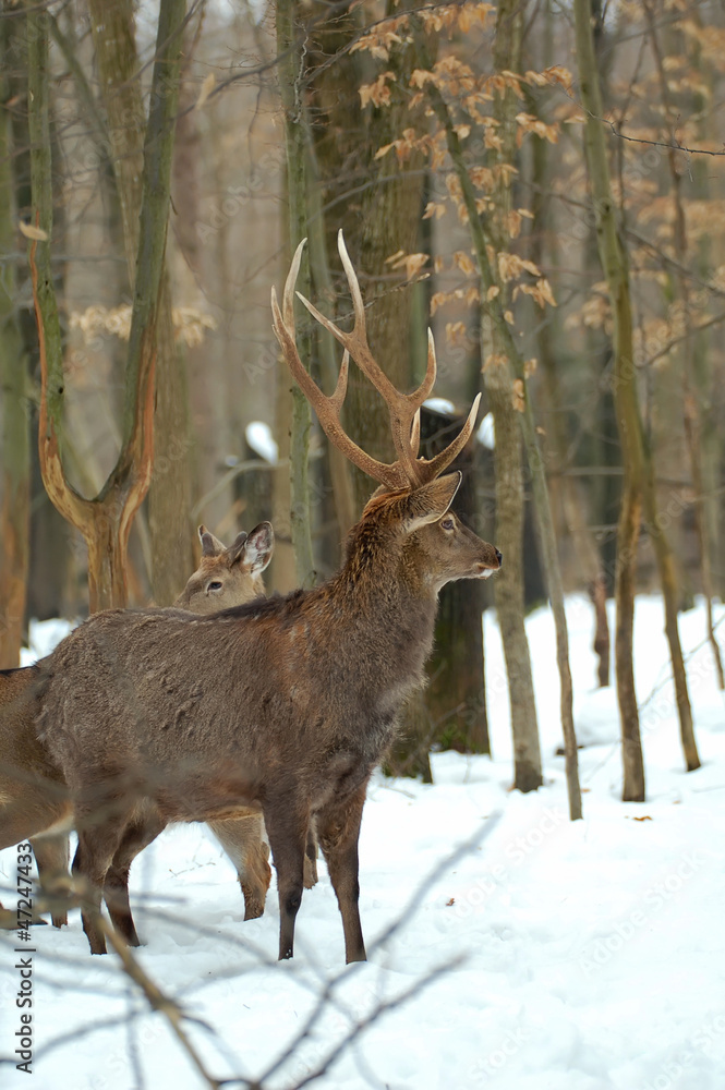 Fototapeta premium Deer is in the winter forest