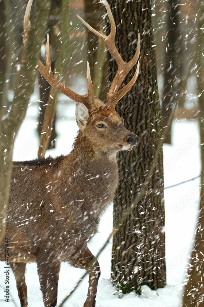 Deer is in the winter forest Deer is in the winter forest