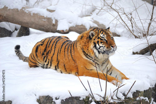 Siberian tiger what sits on snow
