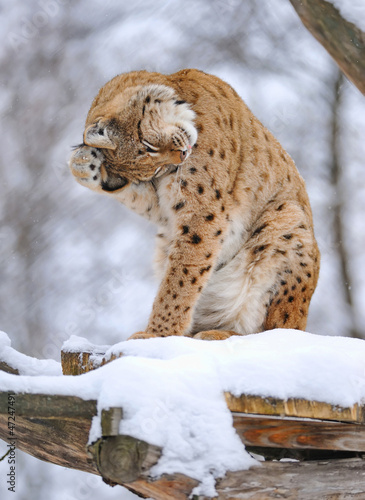 Canvas Print Beautiful wild lynx in winter