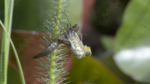 Blaugrüne Mosaikjungfer schlüpft