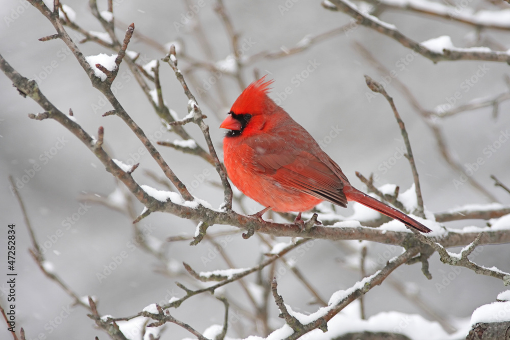 Cardinal In Snow Cardinal In Snow