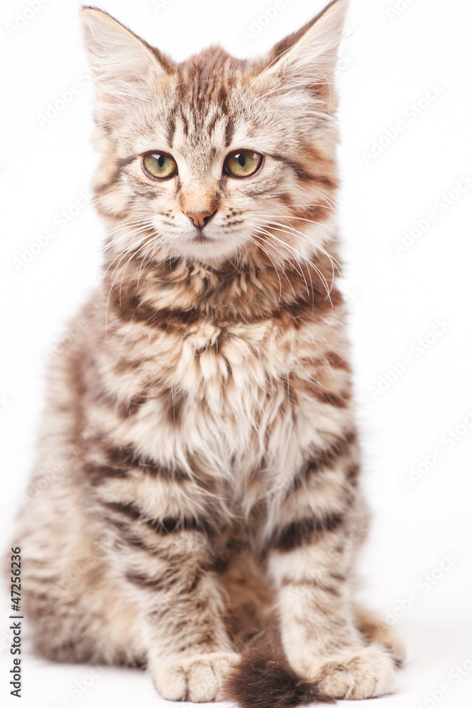 Obraz premium little kitten